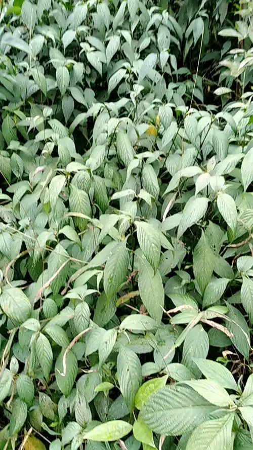 罕见一大片野生板蓝根?