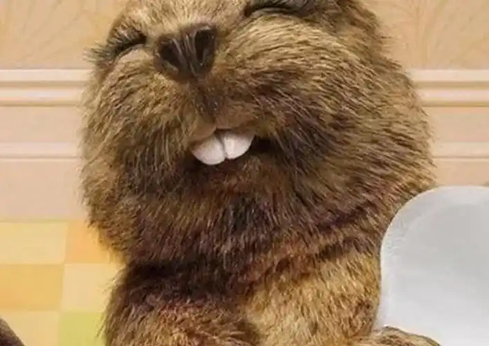 加拿大——海狸