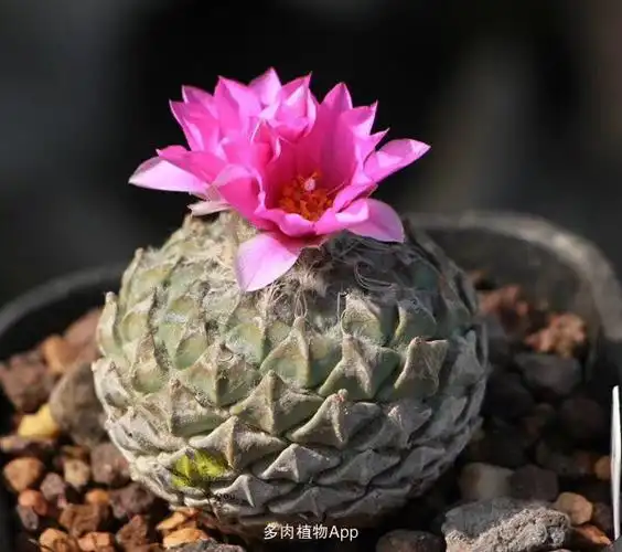 银牡丹pelecyphora strobiliformis