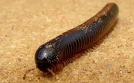 俄罗斯发现新型蜈蚣750条腿刷新记录