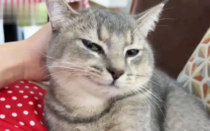 猫:邪魅一笑,哥天生就这么酷!