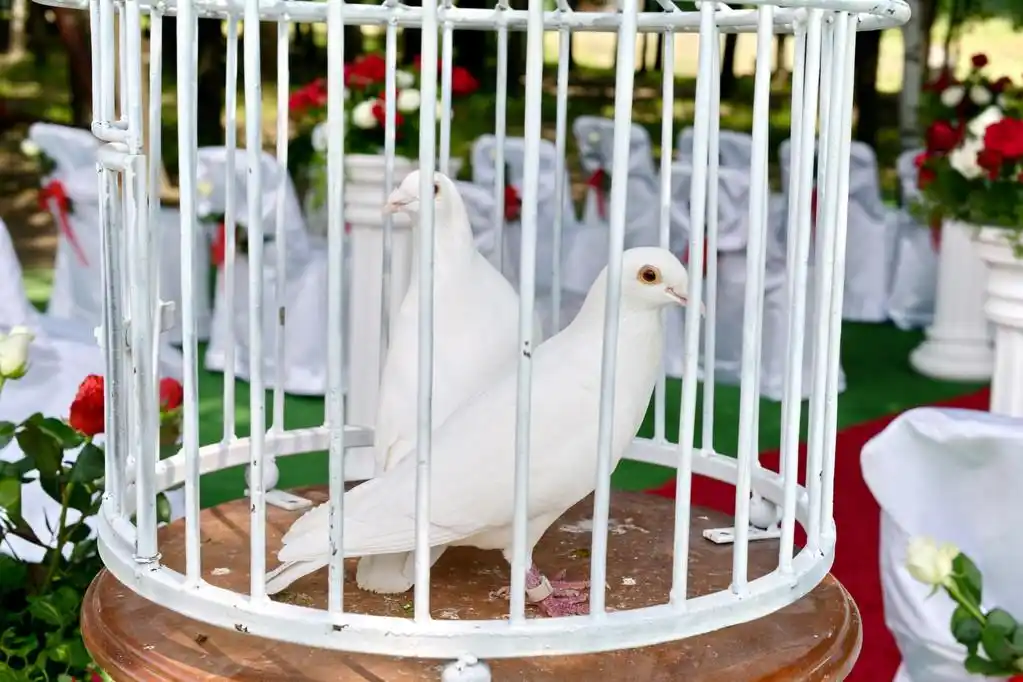 在一个笼子里的鸽子