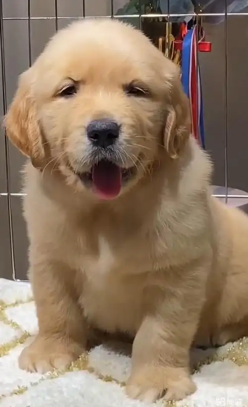 【图】沙滩金金毛 枫叶金毛 纯种金毛幼犬 自提优惠 - 吴中太湖新城