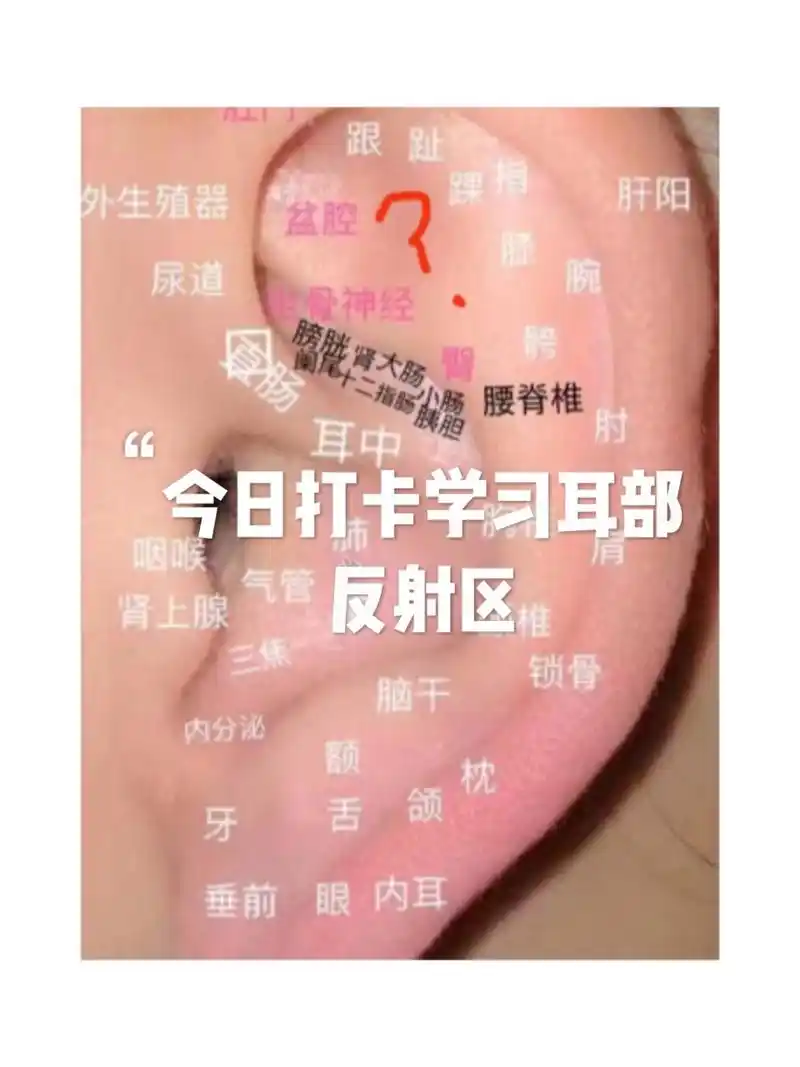 9191911,耳朵上面有93个反射区,每一个反射区都有对应的脏腑