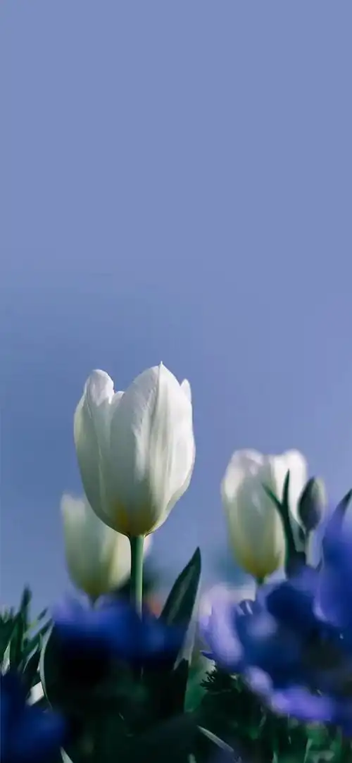 高清壁纸植物花卉治愈养眼小清新唯美