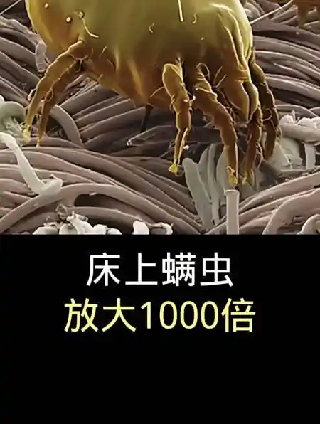 床上螨虫放大1000倍,你见过吗?-度小视
