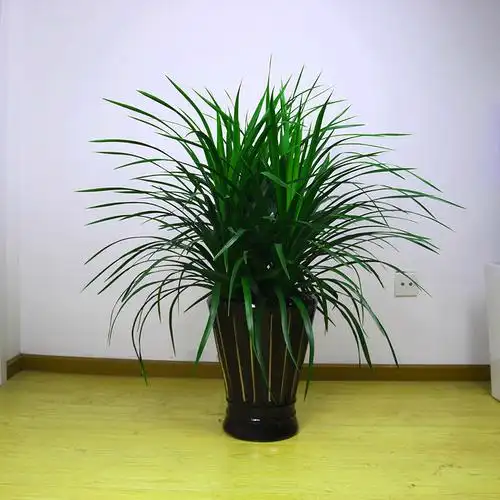 龙须树乔迁新居室内客厅趣味甲醛大型盆栽绿植绿植