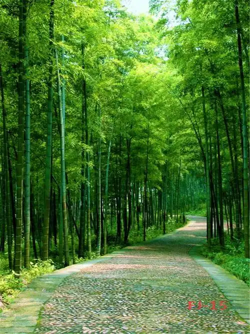 主播装饰快手抖音背景墙外景山水风景3d背景布卡其色宽15高2米写真布