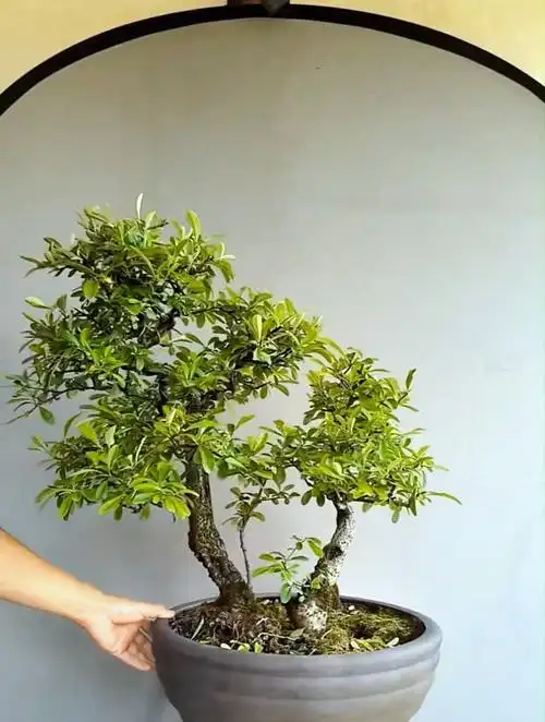 盆景修剪有什么技巧用这个火棘分享一下大家点评点评