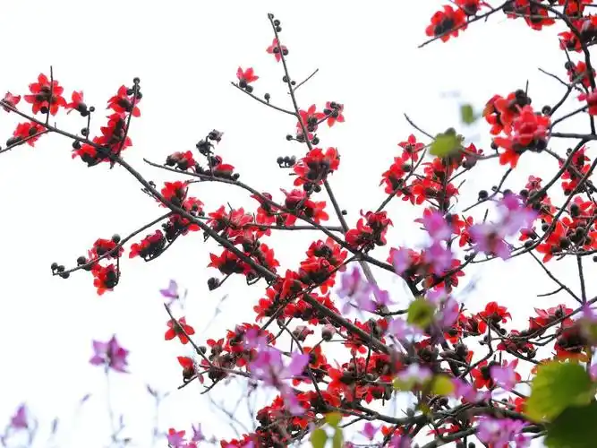 肇庆木棉花开了!就在这些地方……_澎湃号·政务_澎湃新闻-the paper