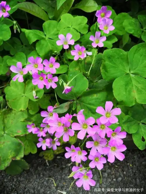 四叶草繁华朵朵,爬出花池,编制着紫色的梦.