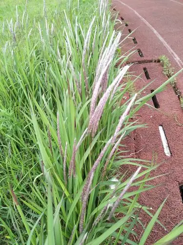 桐君中草药科普我们在行动