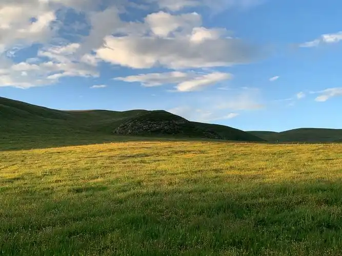 黄昏下的高山草原在阳光的照跃下显一片金黄!