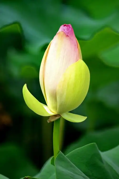 莲花池赏荷花 - 美篇