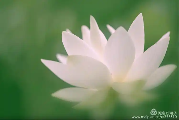 看取莲花净,应知不染心