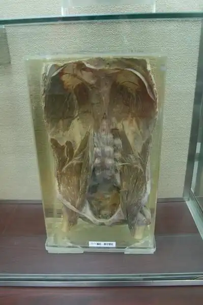 人体各部分标本展 不喜勿入!