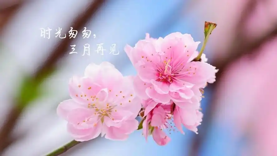 三月再见,再见过去式,高清壁纸图片,非主流-回车桌面