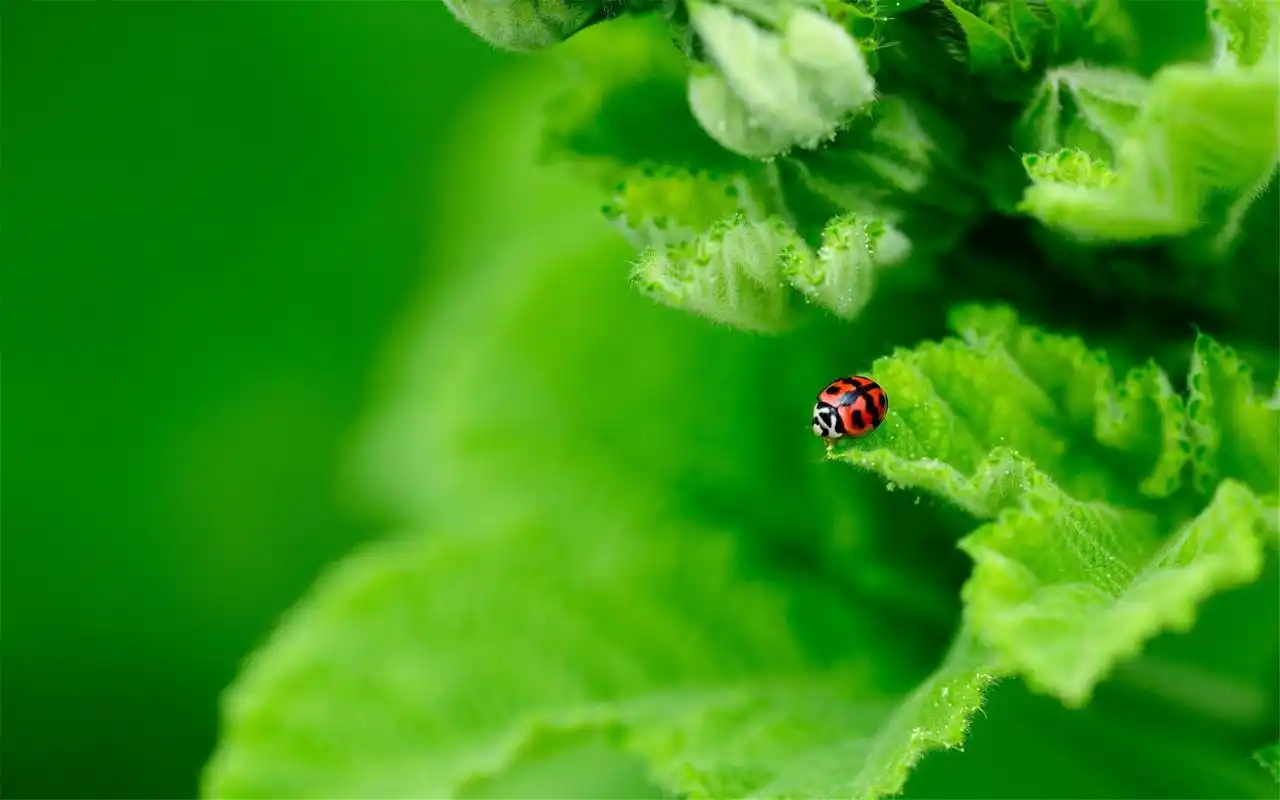 清新植物绿色护眼高清桌面壁纸图片