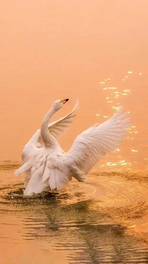 天鹅优雅之态美图