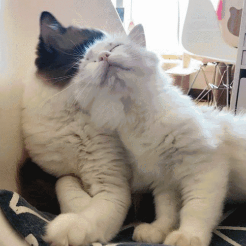 720_720gif 动态图 动图