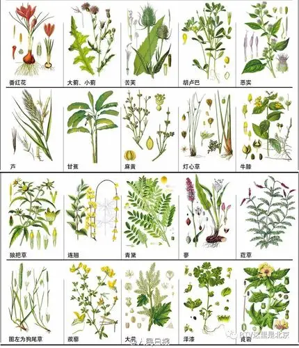 148种常见中草药,您认识几个?