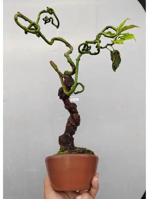 龙游梅爷爷级别才喜欢的花花