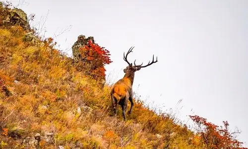 扎鲁特旗特金罕山国家自然保护区内马鹿自由穿行于山坡上