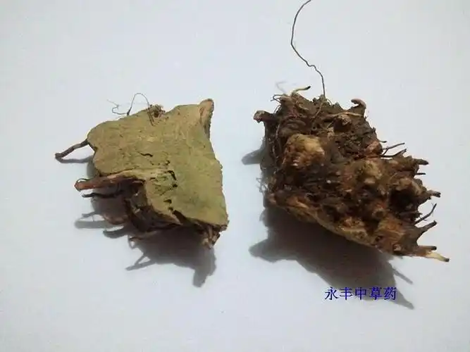 野生香茶菜根 溪黄草根 铁菱角 铁棱角 铁钉角【图片 价格 品牌 报价