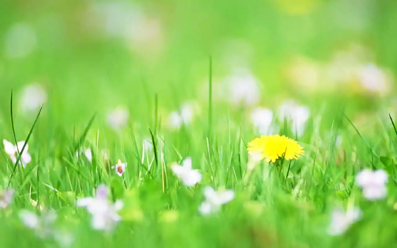 绿色小草护眼图片电脑壁纸