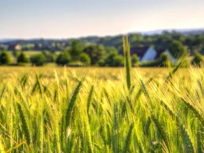 麦田,农村,农场 4k