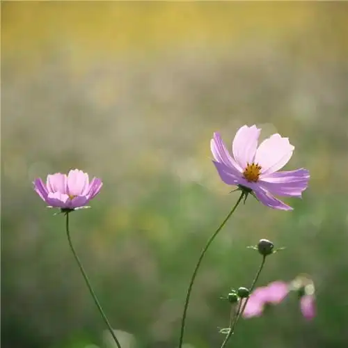 唯美格桑花头像图片 幸福生活和好运的美好愿望和感情
