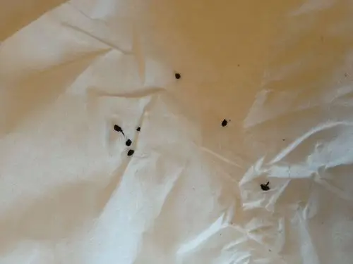 到底是蟑螂还是老鼠啊.我家住20楼,门窗都是关好的.