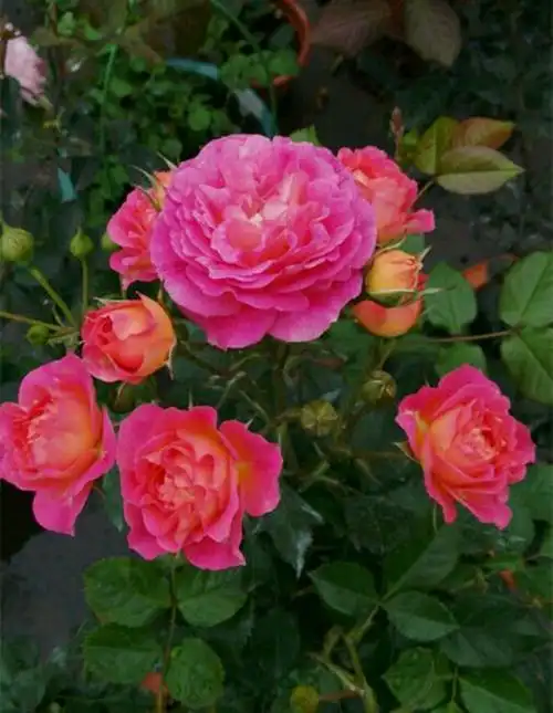 月季界的"小魔女"