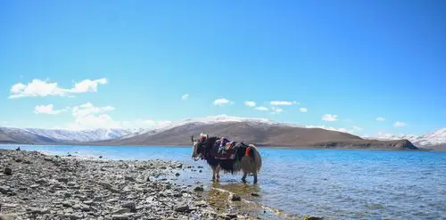 初夏羊湖美如画