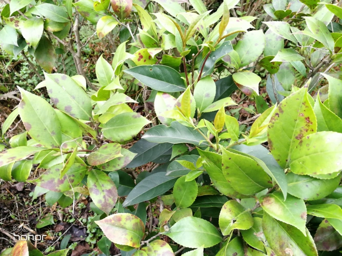 茶花又名山茶花,是山茶科,山茶属多种植物和园艺品种的通称.