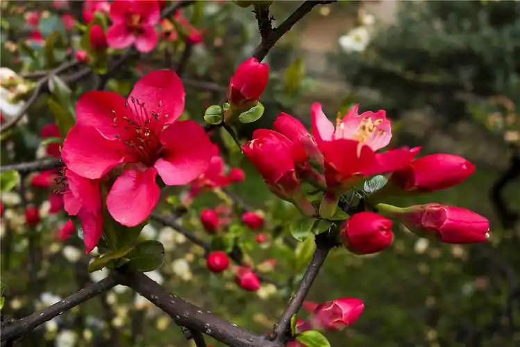 碧海花园花季之海棠篇 陈砚平