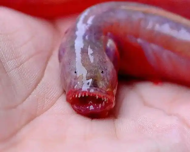 它是世界上最恶心的鱼,可味道居然还不错?_钓鱼信息_科技时代网