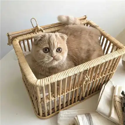 微信猫咪背景图片大全高清可爱 小猫在午睡地球在转圈