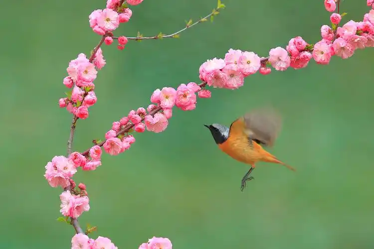 飞向春花的小鸟