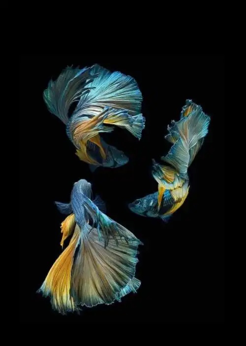 828_1162竖版 竖屏