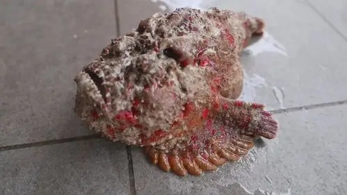 世界上外观最丑的一种鱼,身长30厘米左右,毒性却很强