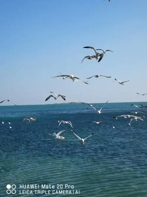碧海蓝天,海鸥展翅