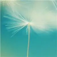 微信头像蒲公英图片 唯美有意境的蒲公英微信头像图片