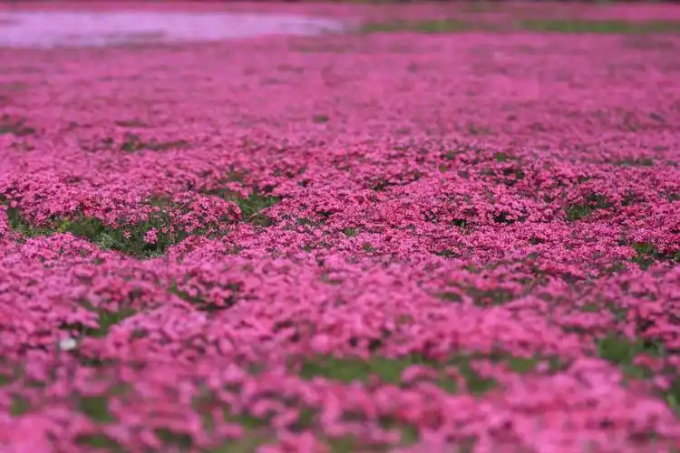 七彩花海见励志少年---青春,无关年龄