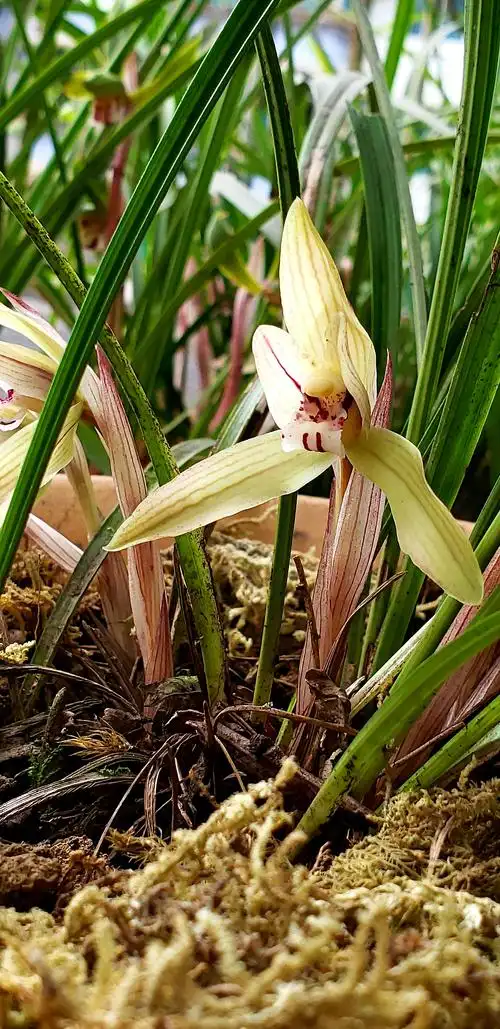"兰花幽香迷人爱,唯我独尊竞开艳"……我从山中来,带着兰花草,种下