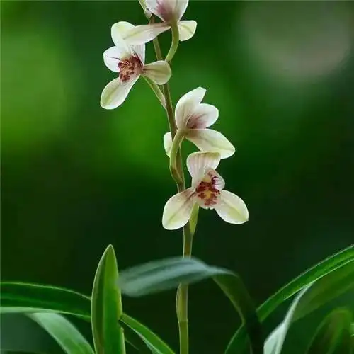 唯美清新脱俗兰花头像图片