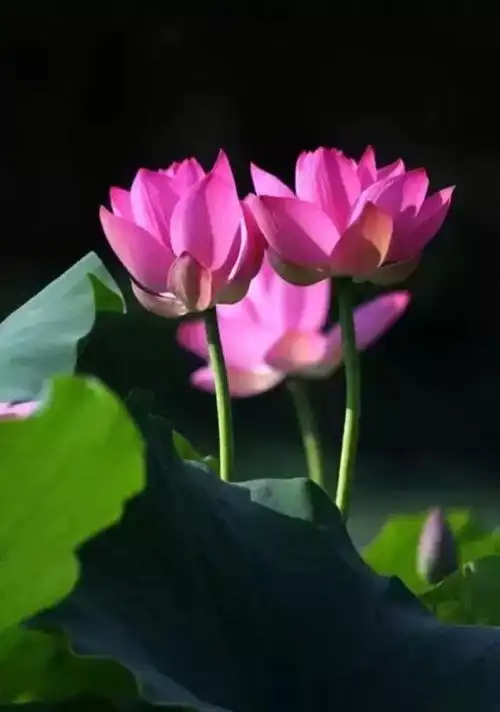 (副本) 写美篇佛说,每个人的心中都有一朵清净的莲花.