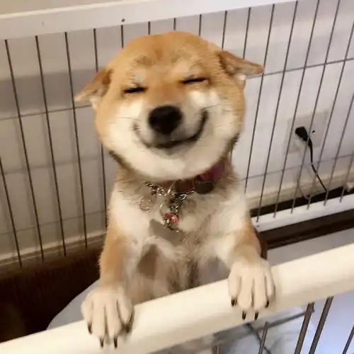 治愈系微笑,祝你每天好心情