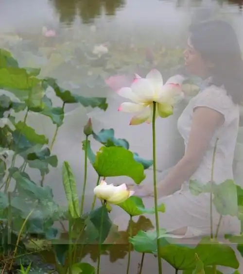 心如莲花,一路芬芳