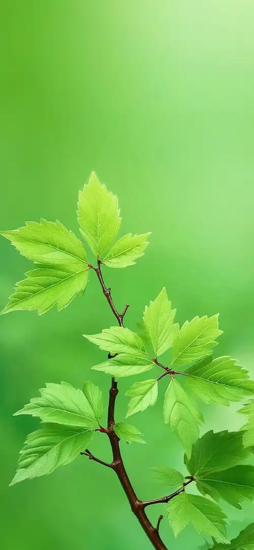 壁纸超话护眼壁纸